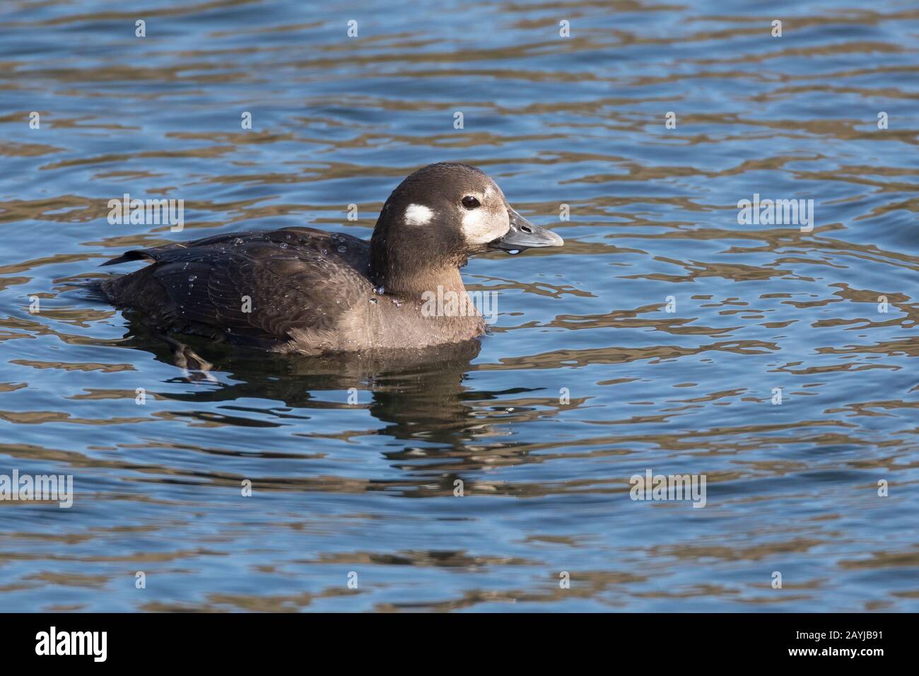 Anatra Harlequin (Histrionicus histrionicus), nuoto femmina, Islanda Foto Stock