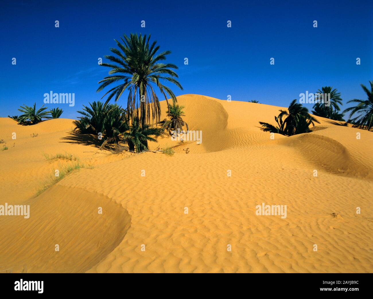 Data palm (Phoenix dactylifera), oasi con palme da dattero, Tunisia Foto Stock