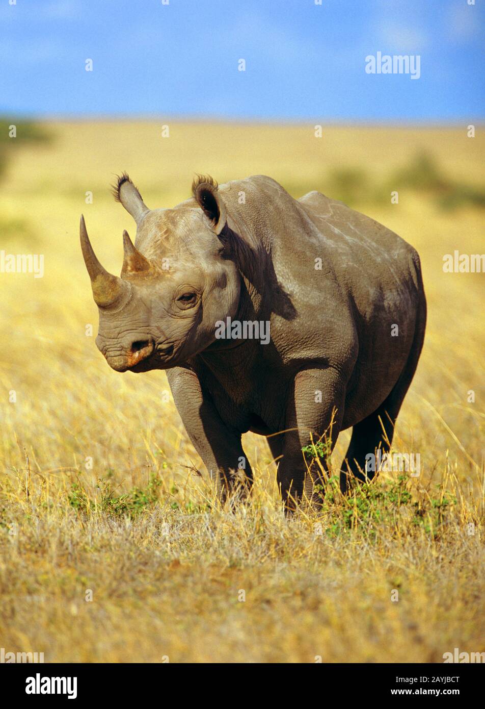 Rinoceronte nero, rinoceronte con laggine, rinoceronte (Diceros bicornis), in piedi nella savana, vista frontale, Africa Foto Stock