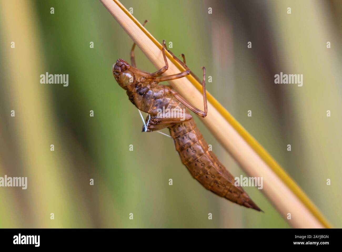 libellula a quattro macchie, chaser a quattro macchie, quattro punti (Libellula quadrimaculata), essuvia vuota a una lama di erba, Austria, Tirolo Foto Stock