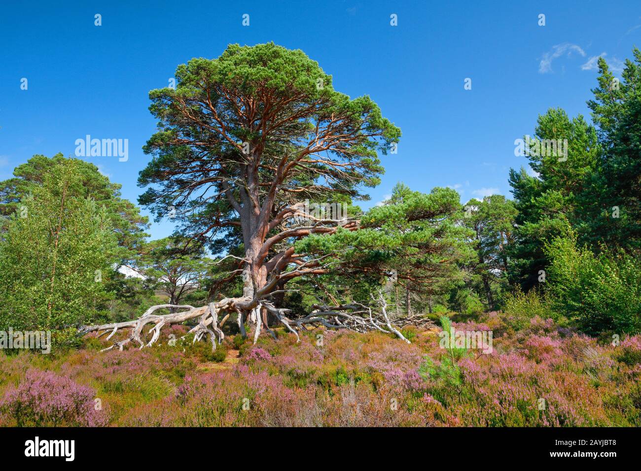 Pino scotch, pino scozzese (Pinus sylvestris), pino vecchio con radici scoperte nel brughiera in fiore, Regno Unito, Scozia, Cairngorms National Park Foto Stock