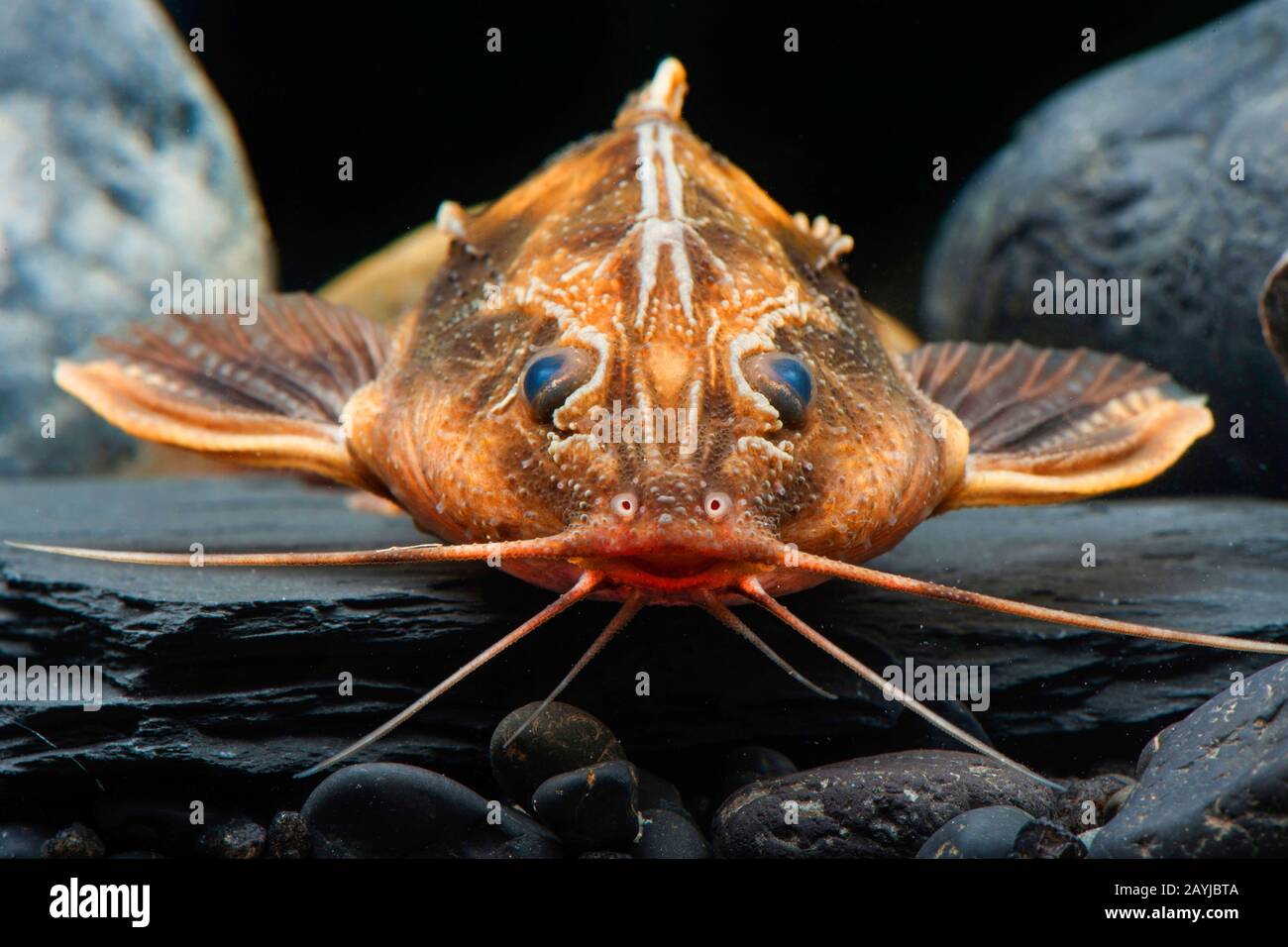 Raphael Catfish gigante (Megalodoras uranoscopus), ritratto Foto Stock