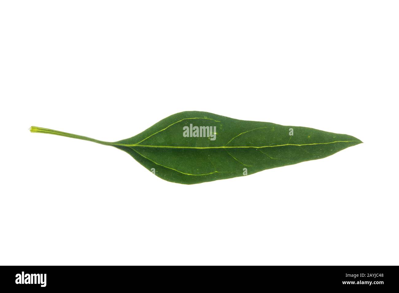 I quarti d'agnello, i quarti d'agnello, le alghe, la gallina grassa (album Chenopodium), la foglia, il taglio, la Germania Foto Stock