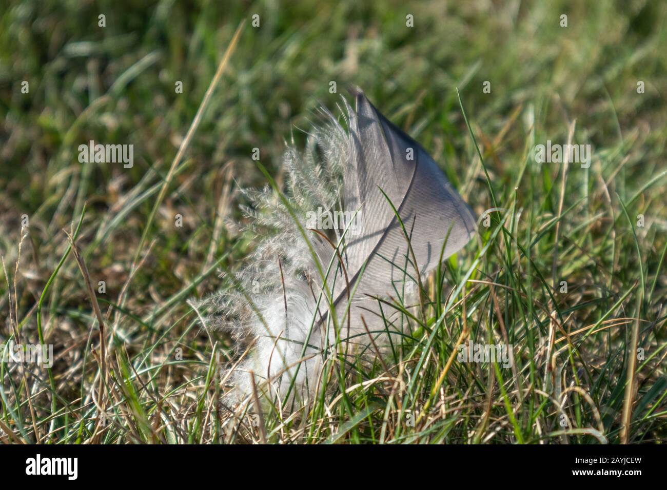 Mare gabbiano uccello piuma su erba vicino lago luminoso sole giorno macro primo piano Foto Stock