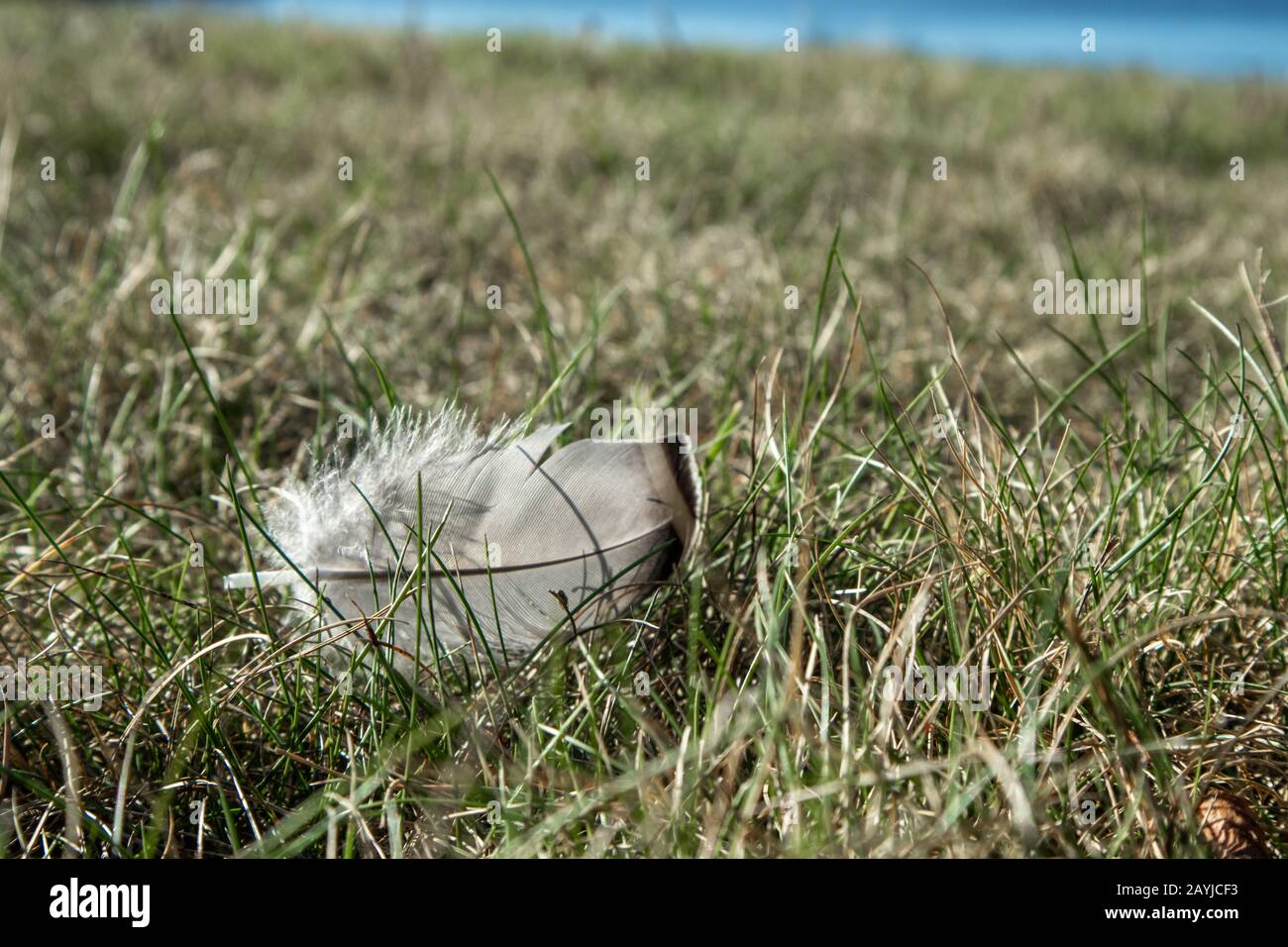 Mare gabbiano uccello piuma su erba vicino lago luminoso sole giorno macro primo piano Foto Stock