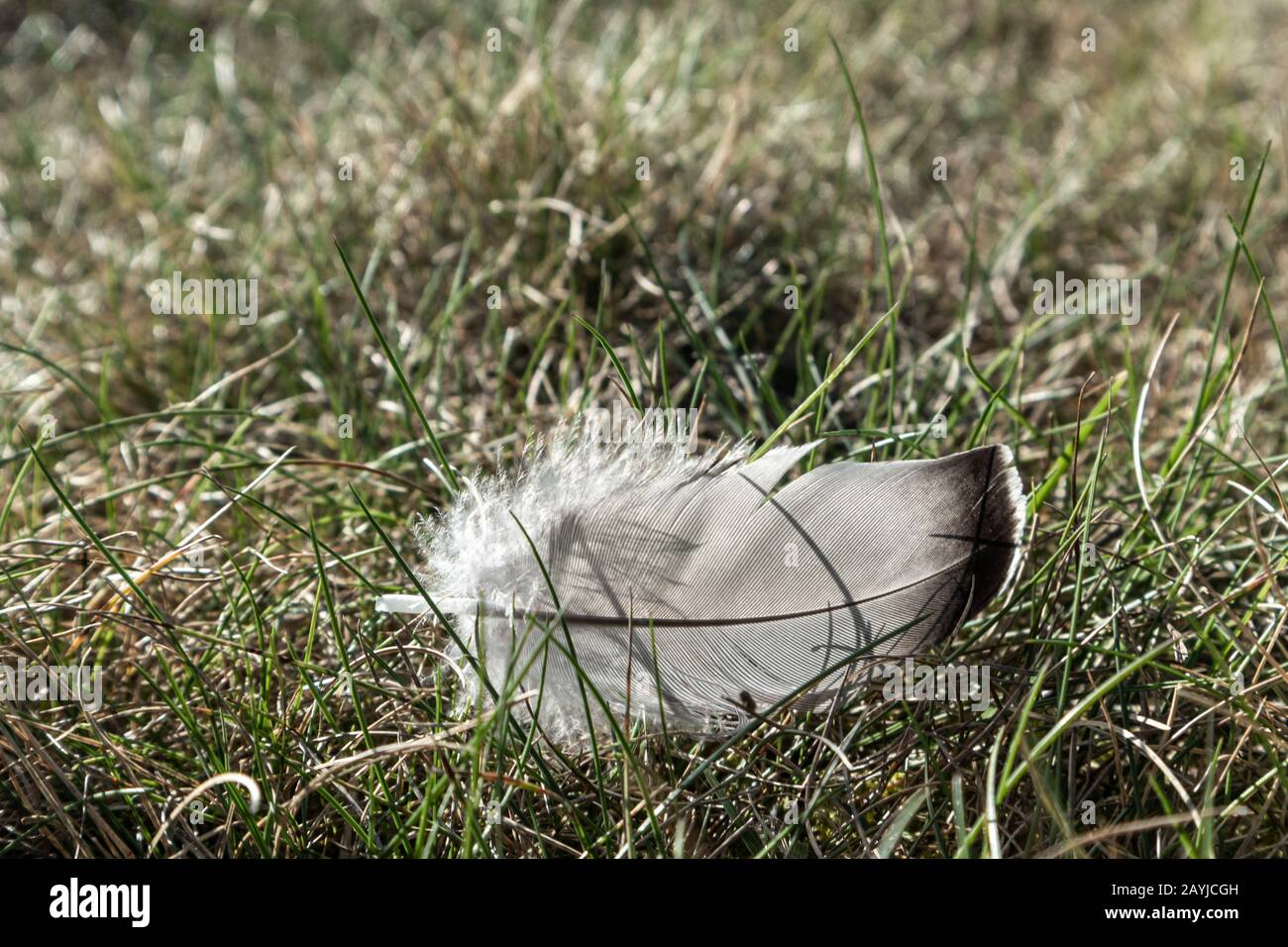 Mare gabbiano uccello piuma su erba vicino lago luminoso sole giorno macro primo piano Foto Stock