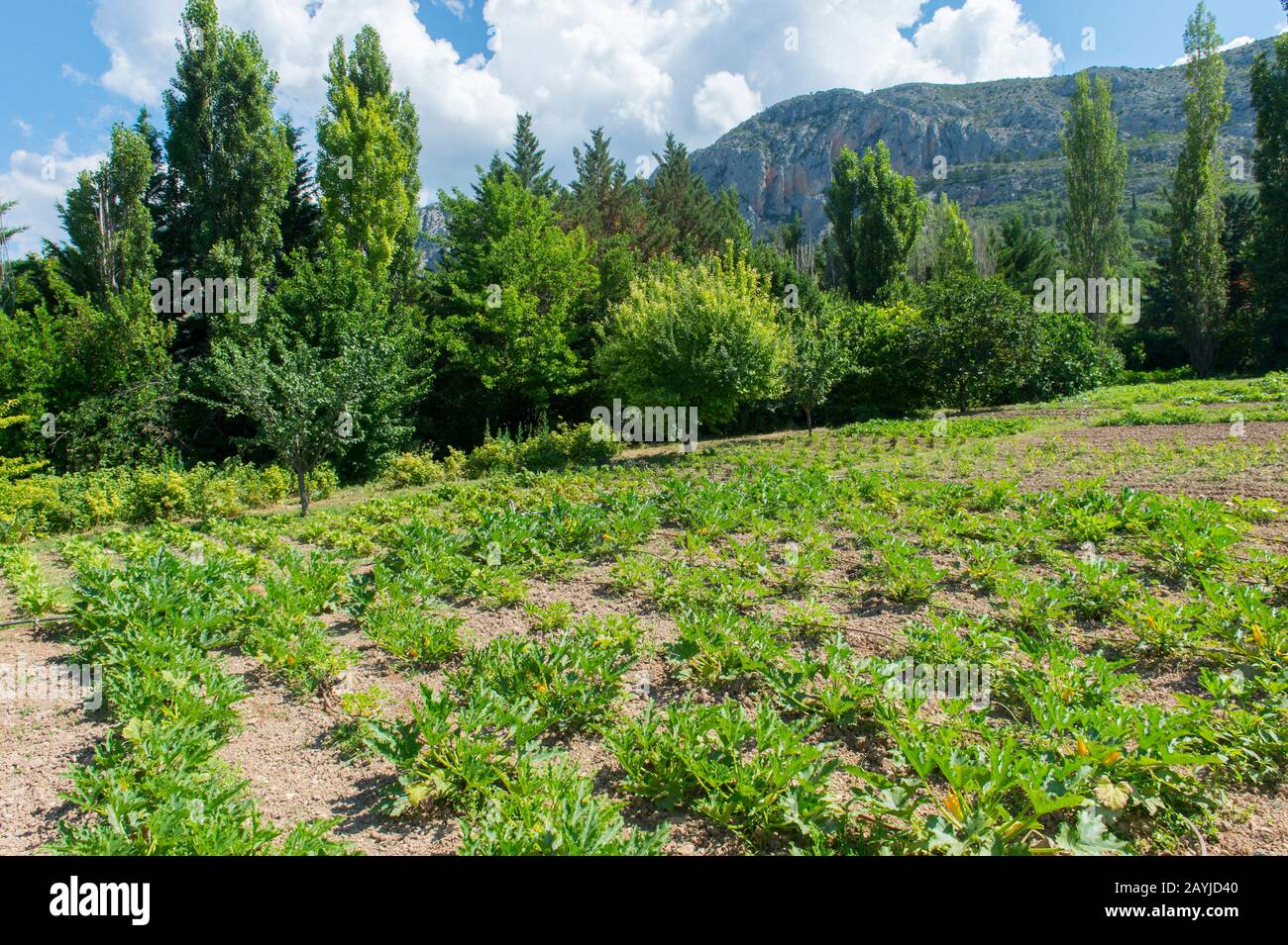 L'orto di la Bastide de Moustiers, una casa convertita in hotel, a Moustiers-Sainte-Marie, un borgo medievale nelle Alpi dell'alta Provenc Foto Stock