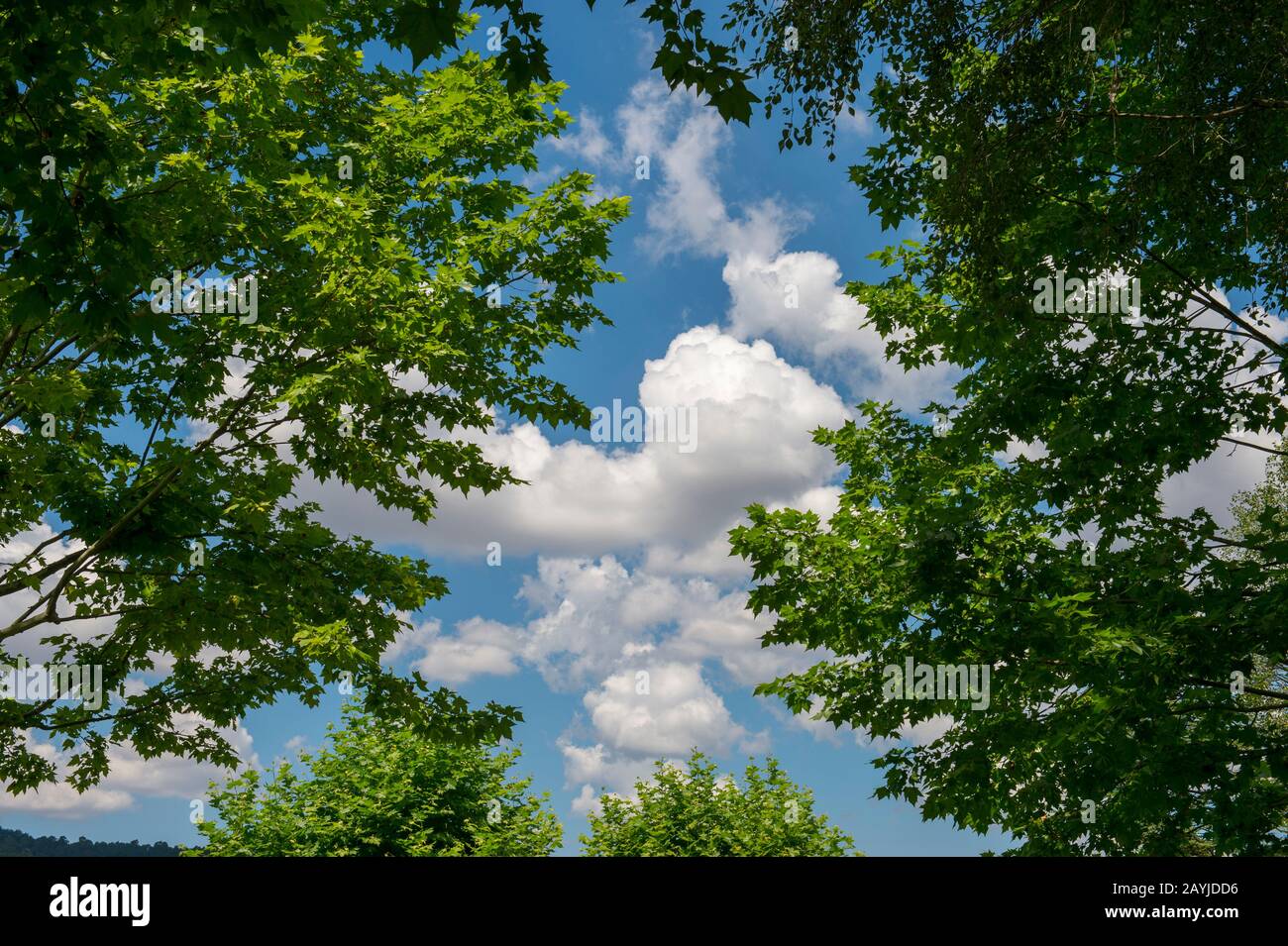 Nuvole puffy visto attraverso il baldacchino di alberi a Moustiers-Sainte-Marie, un borgo medievale nella regione Alpes-de-Haute-Provence nel sud della Francia. Foto Stock
