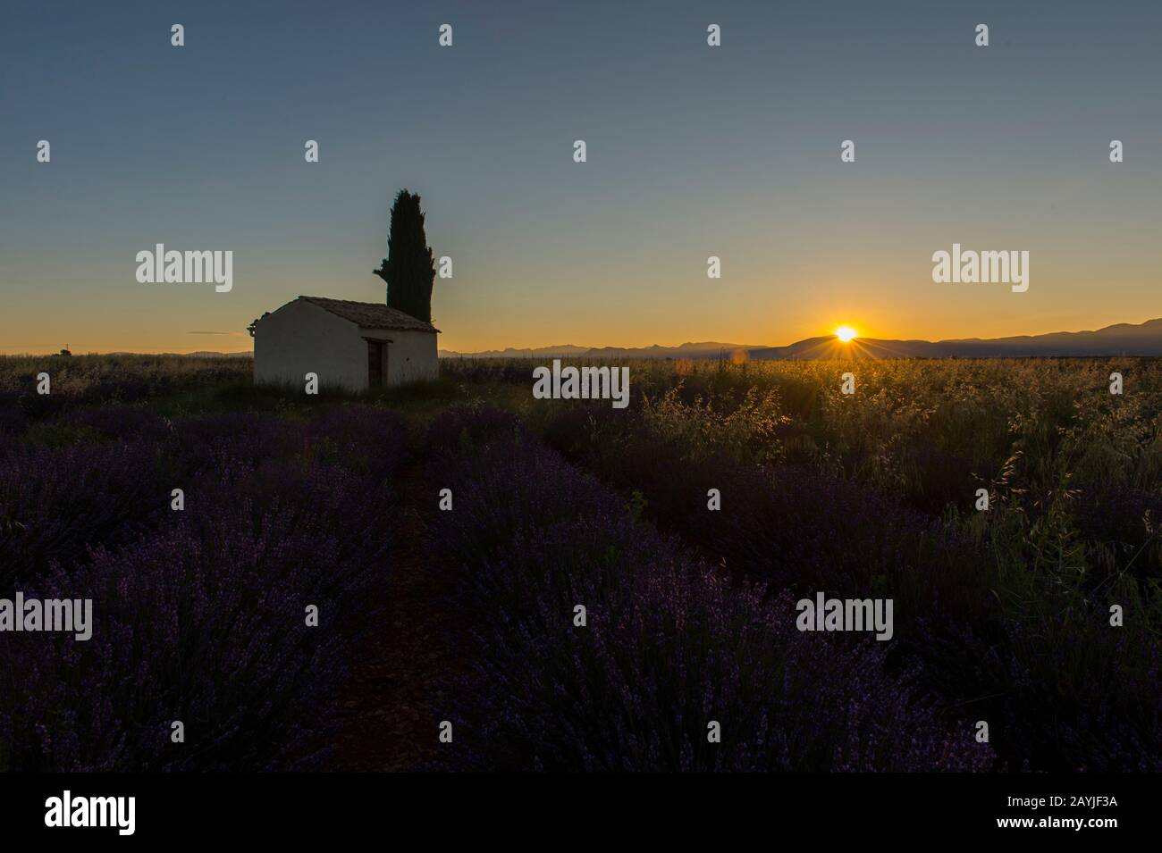 Una piccola capanna di pietra (Mazet) con un cipresso italiano in un campo di lavanda all'alba sull'altopiano di Valensole vicino Digne-les-Bains e il Verdon gor Foto Stock