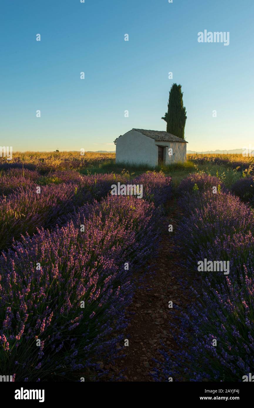 Una piccola capanna di pietra (Mazet) con un cipresso italiano in un campo di lavanda all'alba sull'altopiano di Valensole vicino Digne-les-Bains e il Verdon gor Foto Stock