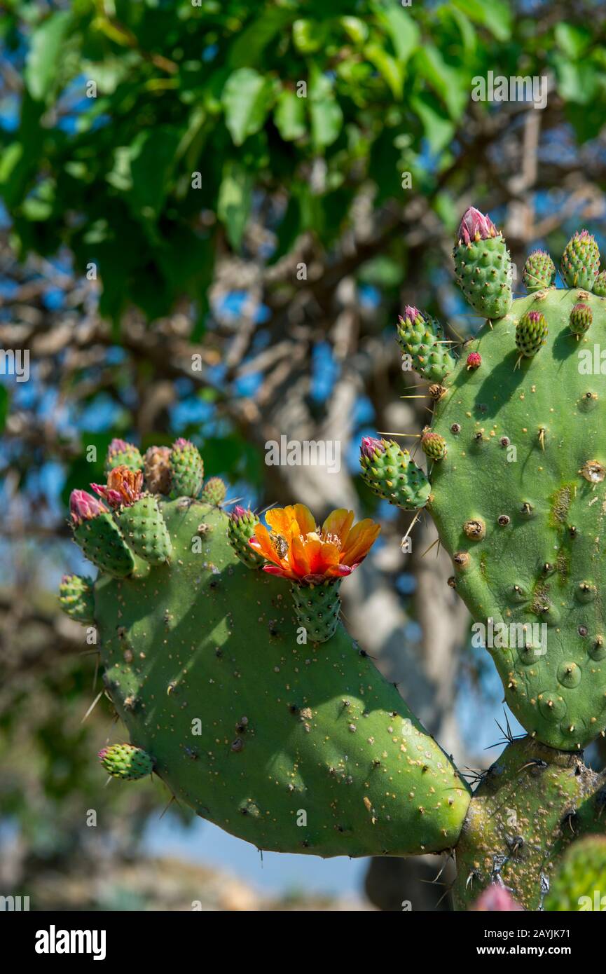Opuntia cactus a Monte Alban (Patrimonio dell'Umanità dell'UNESCO), un grande sito archeologico pre-colombiano nella regione della Valle di Oaxaca, Oaxaca, Foto Stock