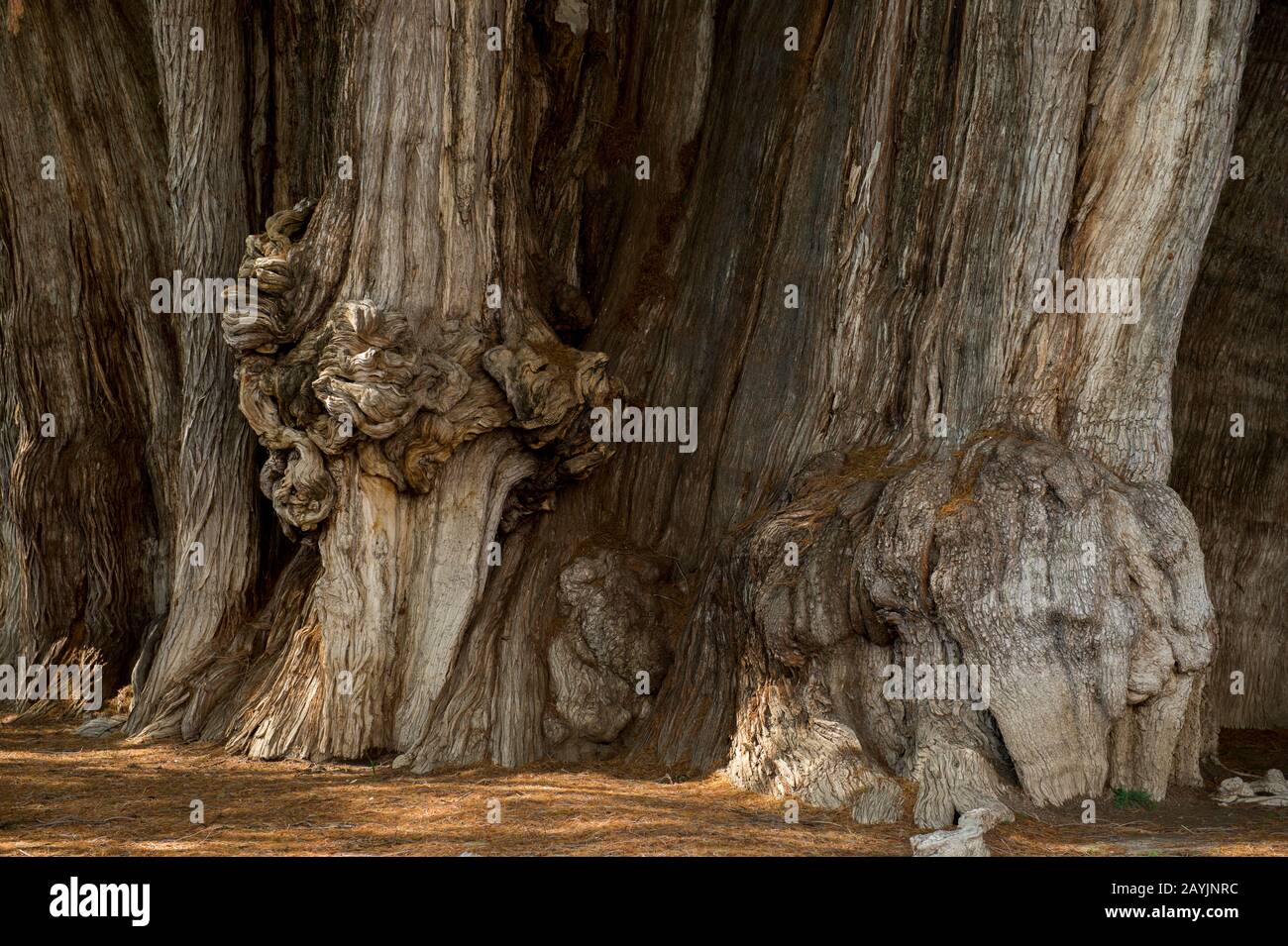 Un enorme burl (inglese americano) o bur o burr (crescita degli alberi) sul El Arbol del Tule (Tulle Tree, Montezuma cypress), un albero situato nel grou chiesa Foto Stock