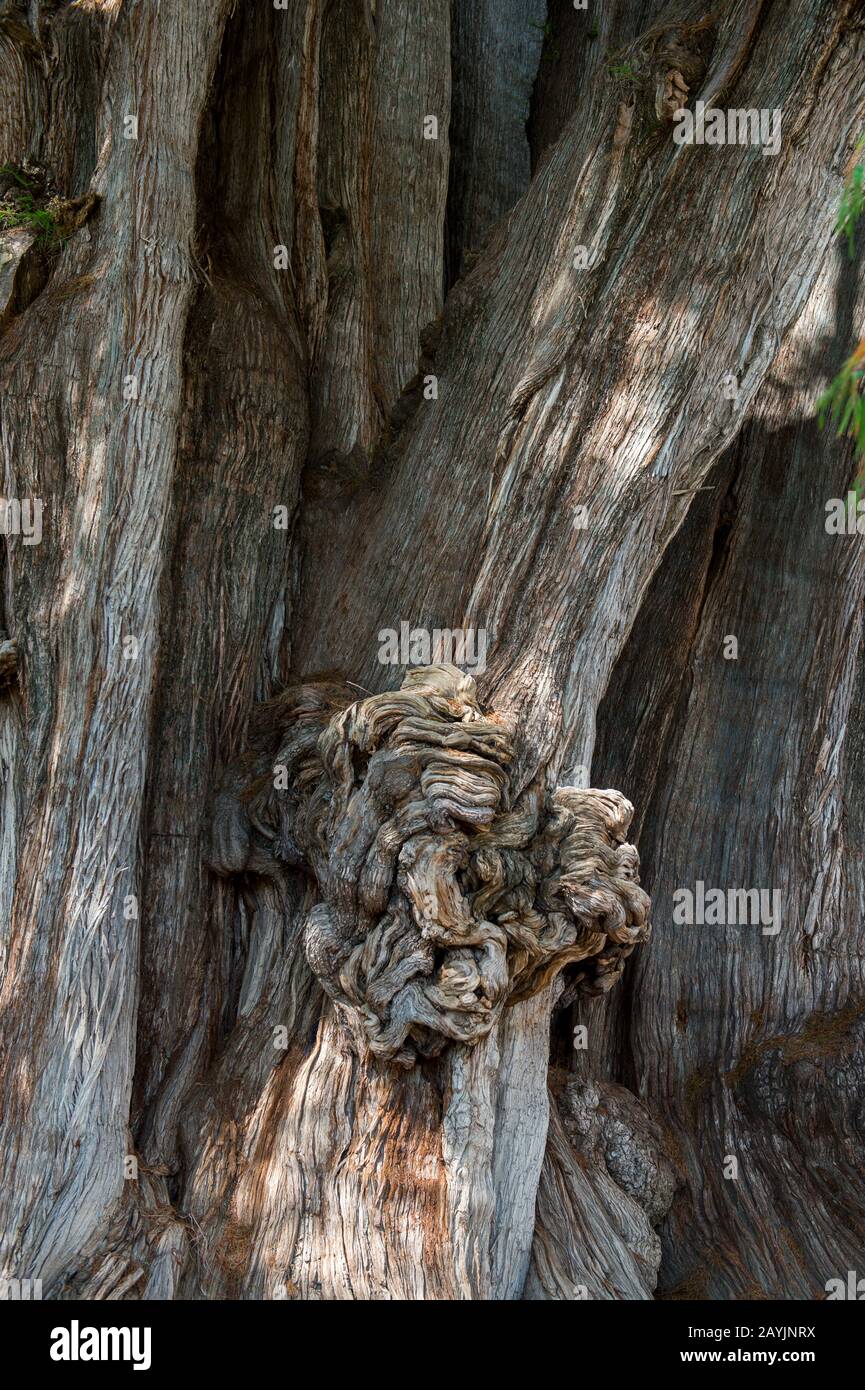 Un enorme burl (inglese americano) o bur o burr (crescita degli alberi) sul El Arbol del Tule (Tulle Tree, Montezuma cypress), un albero situato nel grou chiesa Foto Stock