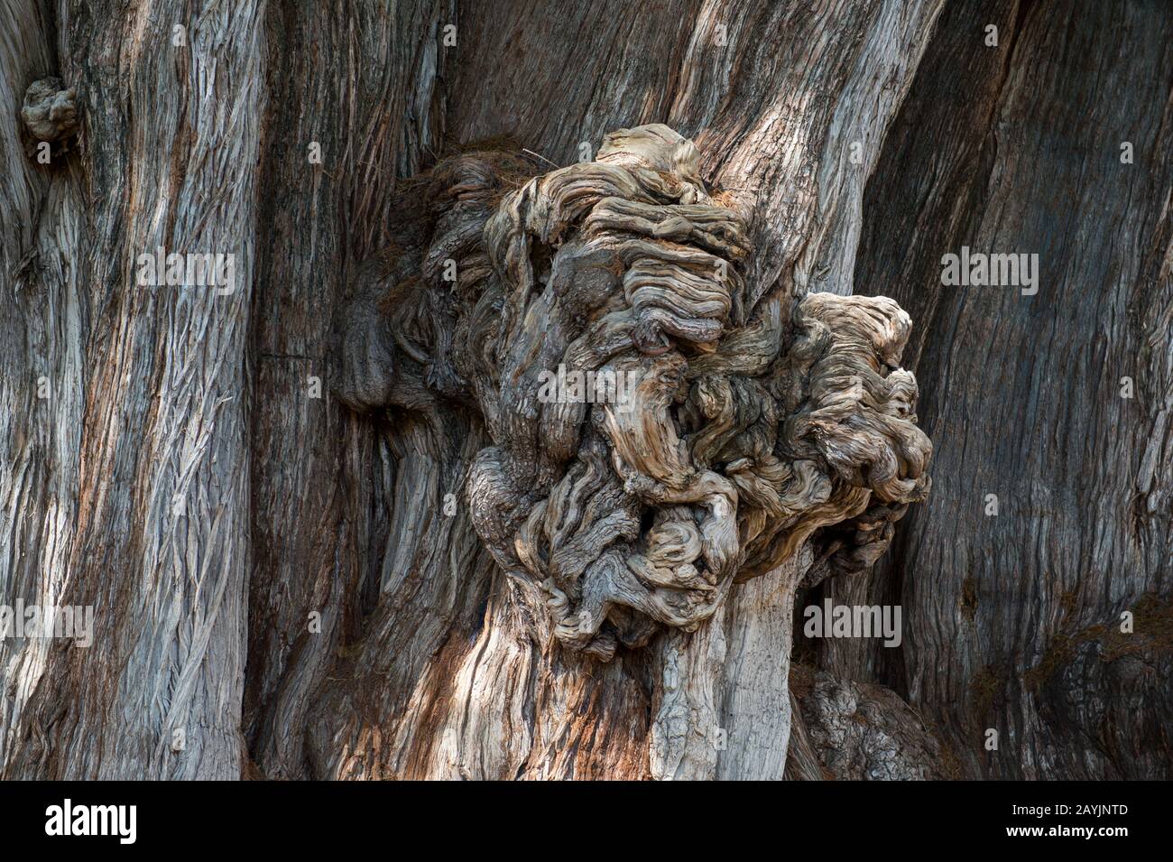 Un enorme burl (inglese americano) o bur o burr (crescita degli alberi) sul El Arbol del Tule (Tulle Tree, Montezuma cypress), un albero situato nel grou chiesa Foto Stock