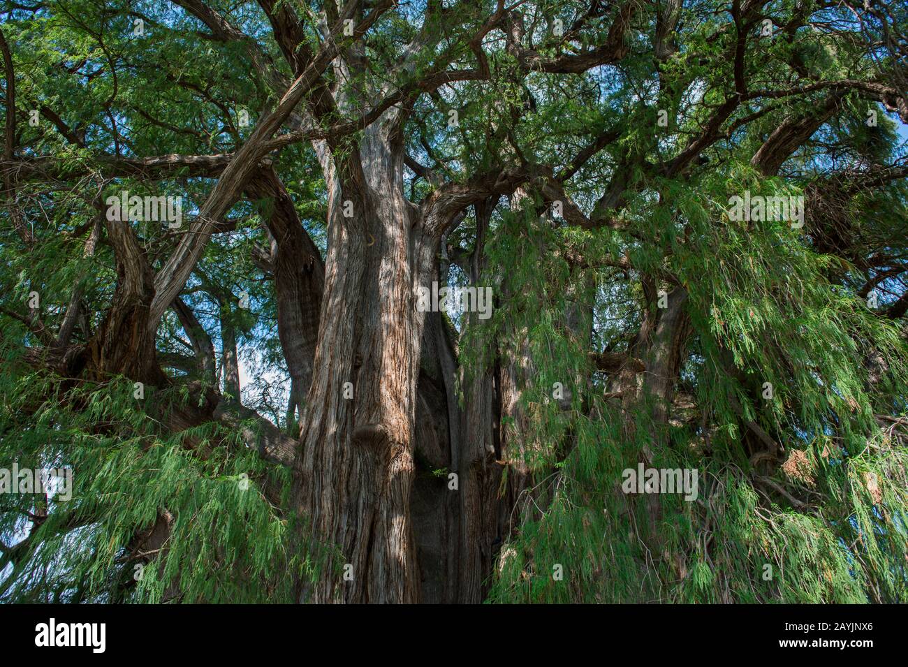 Vista sul baldacchino dell'albero di El Arbol del Tule (Tulle Tree, Montezuma cypress), un albero situato nel parco della chiesa nel centro della città di Santa ma Foto Stock