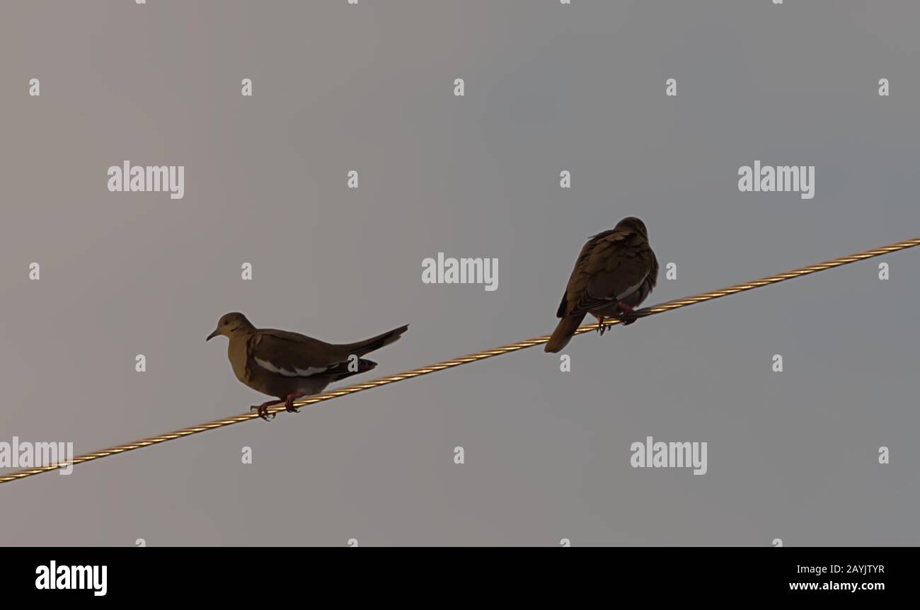 Pigeon su un cavo del polo di alimentazione. Foto Stock