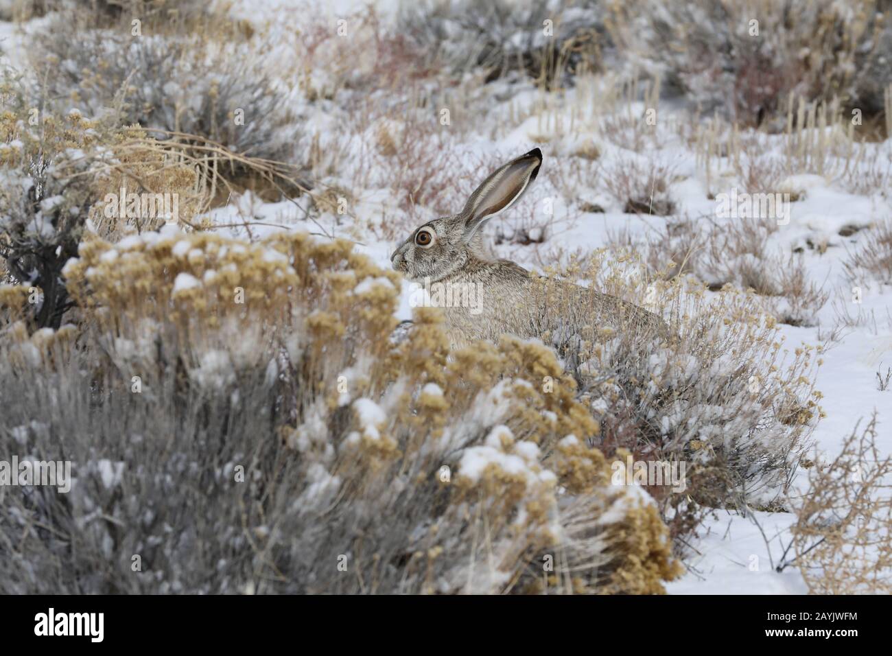 jackrabbit bianco-laterale (Lepus callotis) nella neve, New Mexico USA Foto Stock