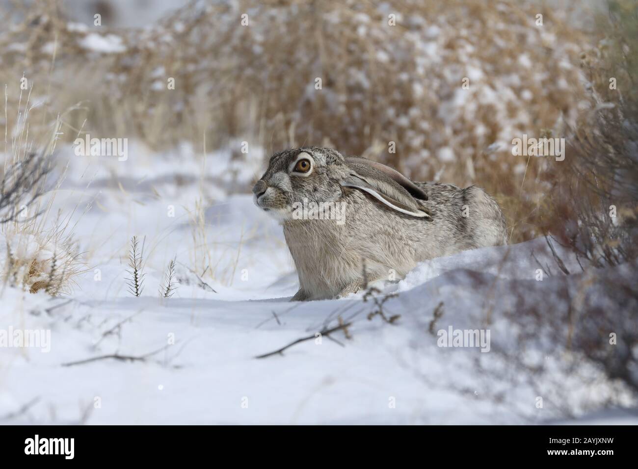 jackrabbit bianco-laterale (Lepus callotis) nella neve, New Mexico USA Foto Stock