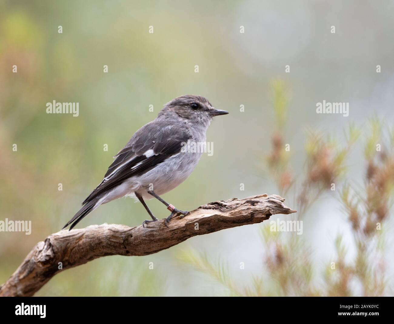 Vista laterale di un Robin con cappuccio (Melanodyras cucullata) arroccato su un ramo Foto Stock