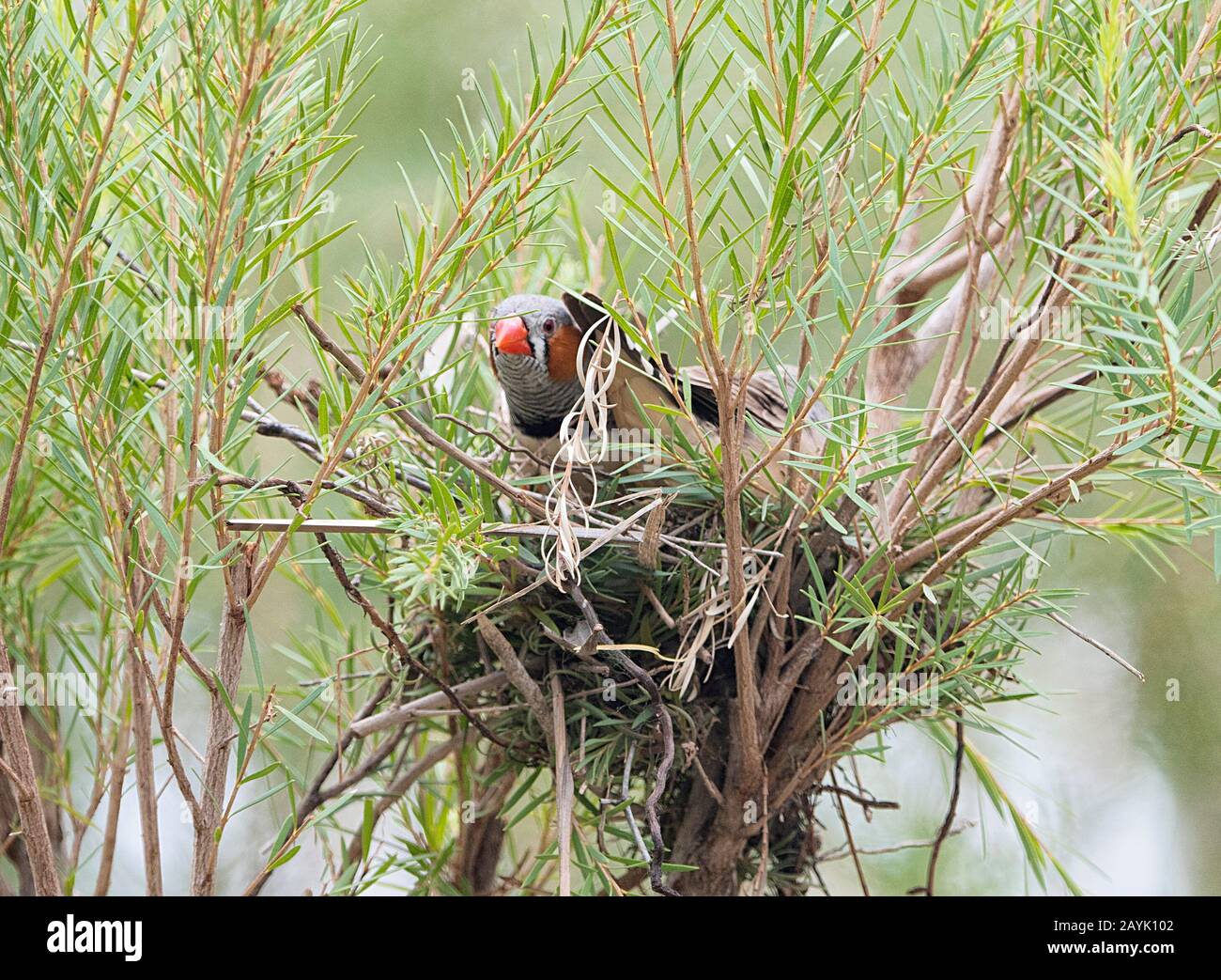 Zebra Finch (Poephila guttata o Taenopygia guttata) nidificazione Foto Stock