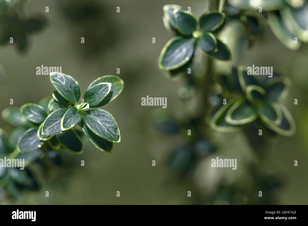 Vicino a fiori e piante serissa blured verde Foto Stock