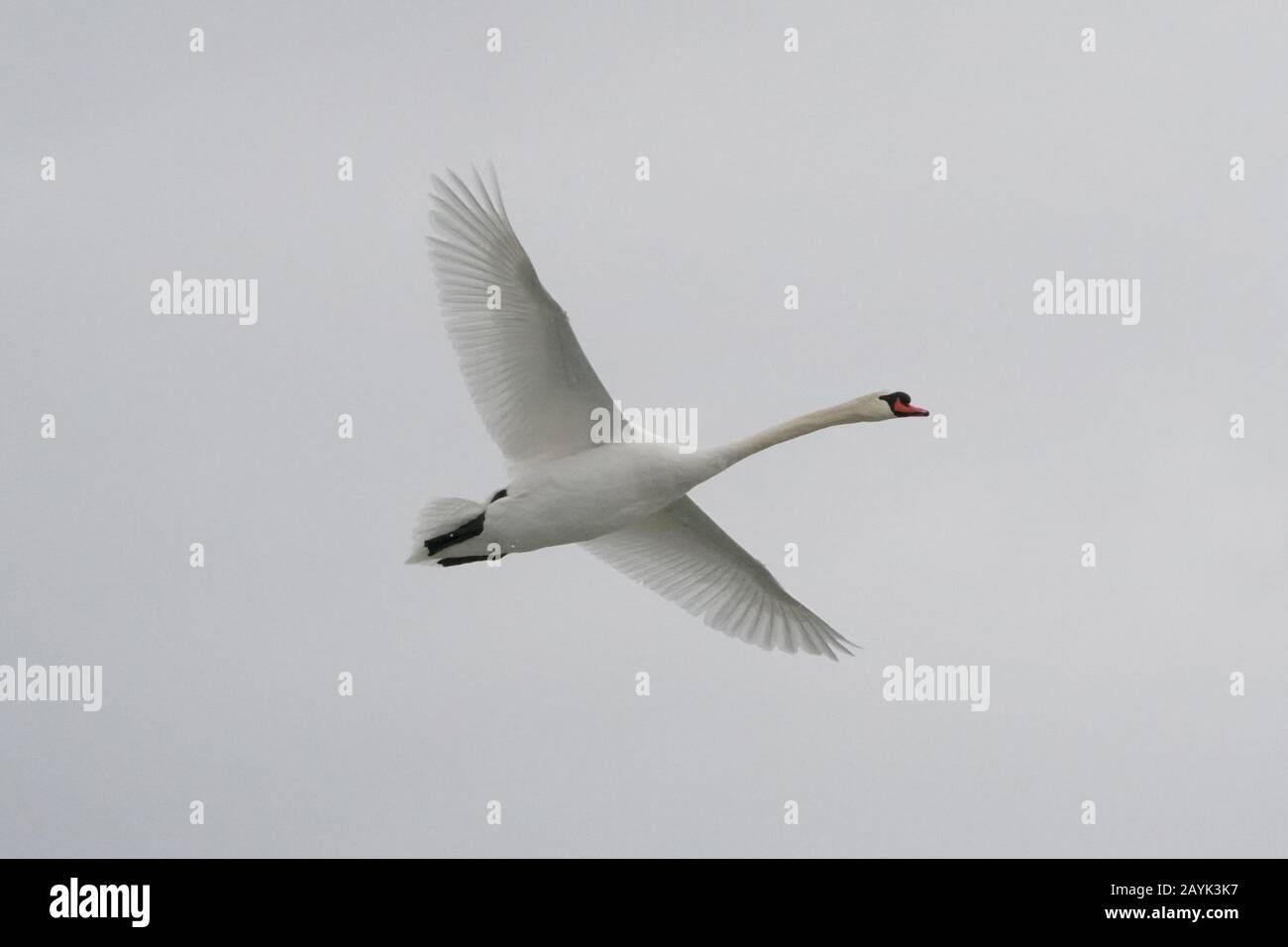 Cigno in volo Foto Stock