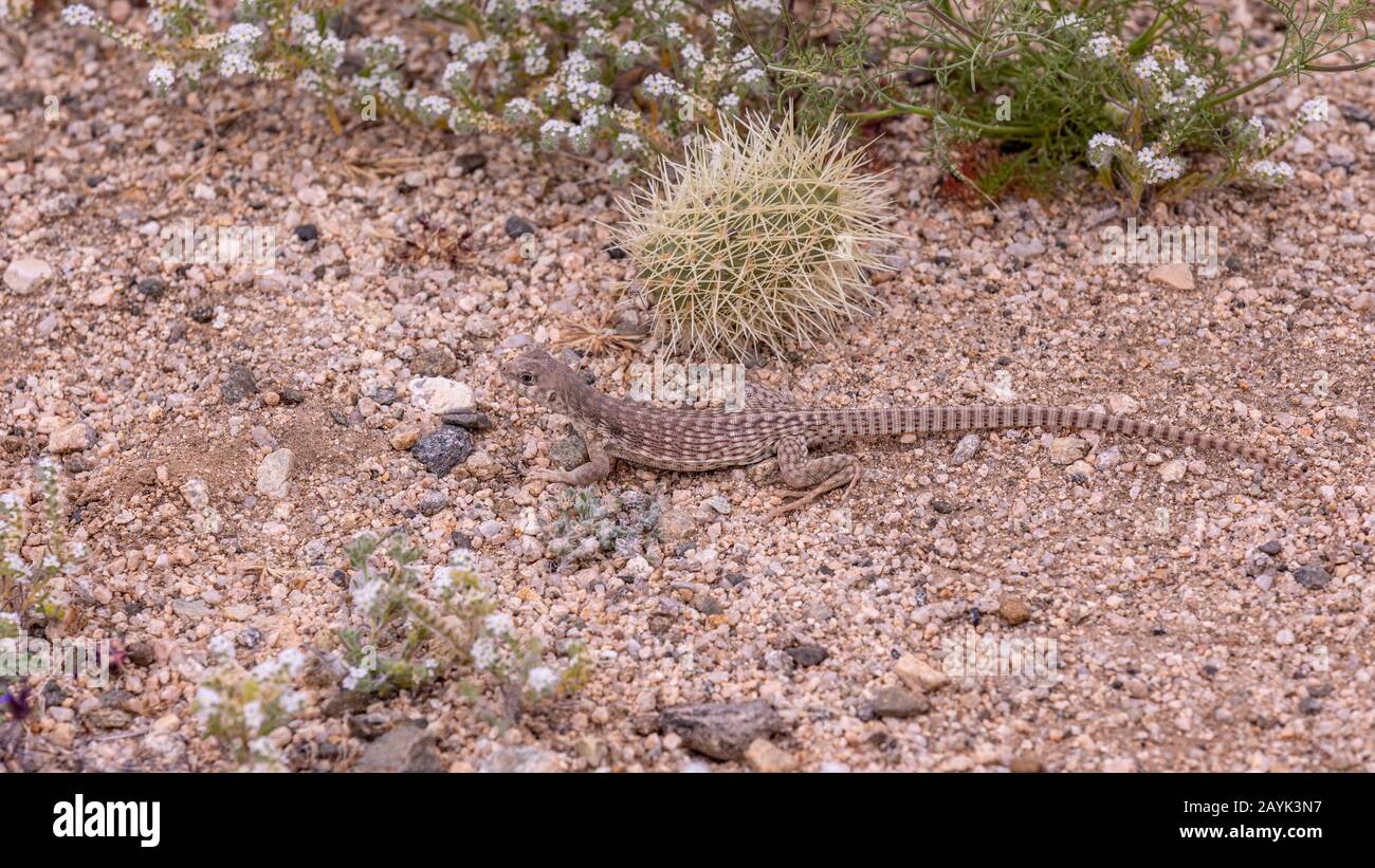 Da vicino Desert Iguana (Dipsosaurus dorsalis) che posa su un terreno del Joshua Tree National Park, California Foto Stock