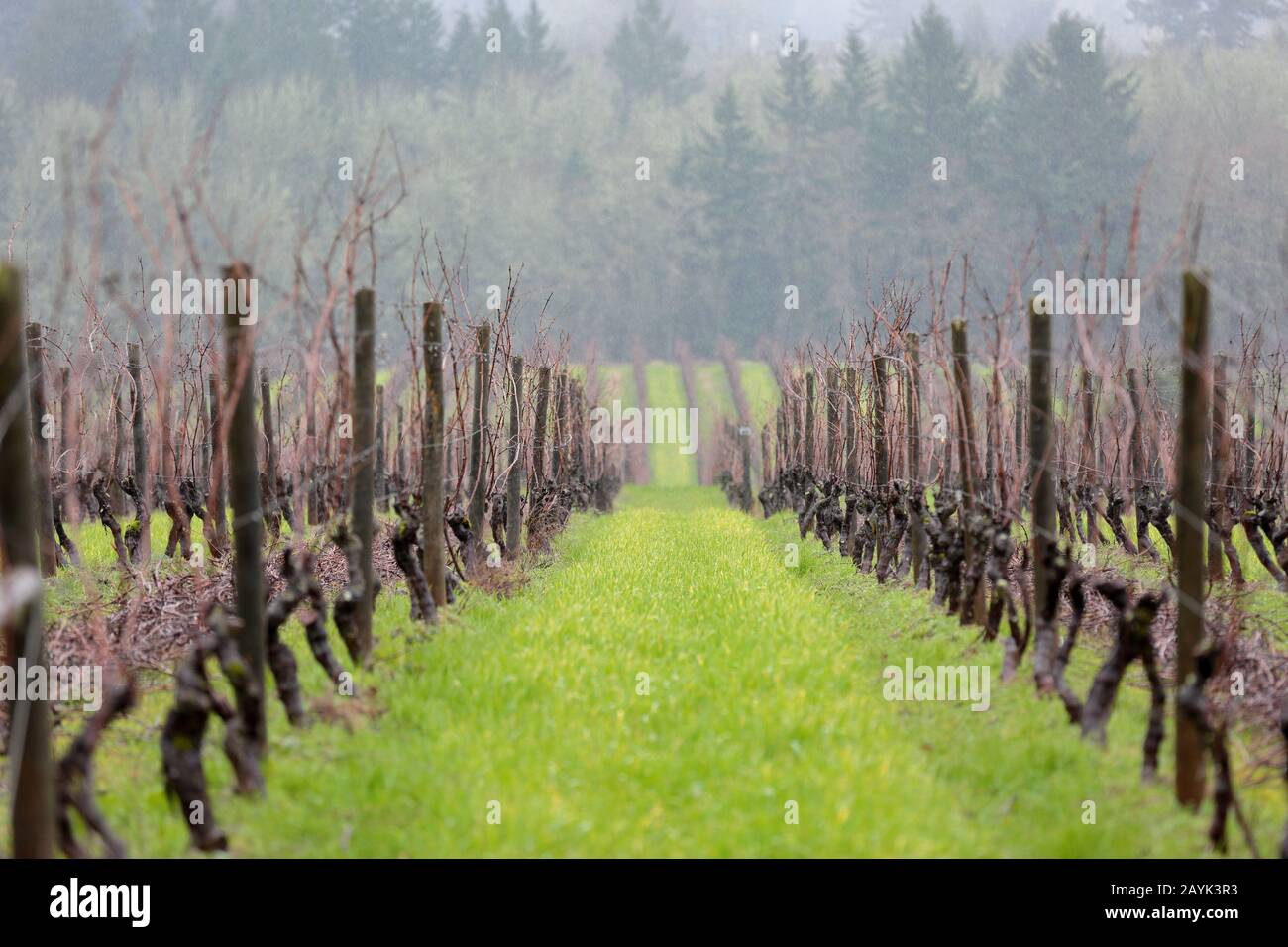 Visualizza le file di uve da vino in un vigneto in Oregon in una prima primavera giorno Foto Stock