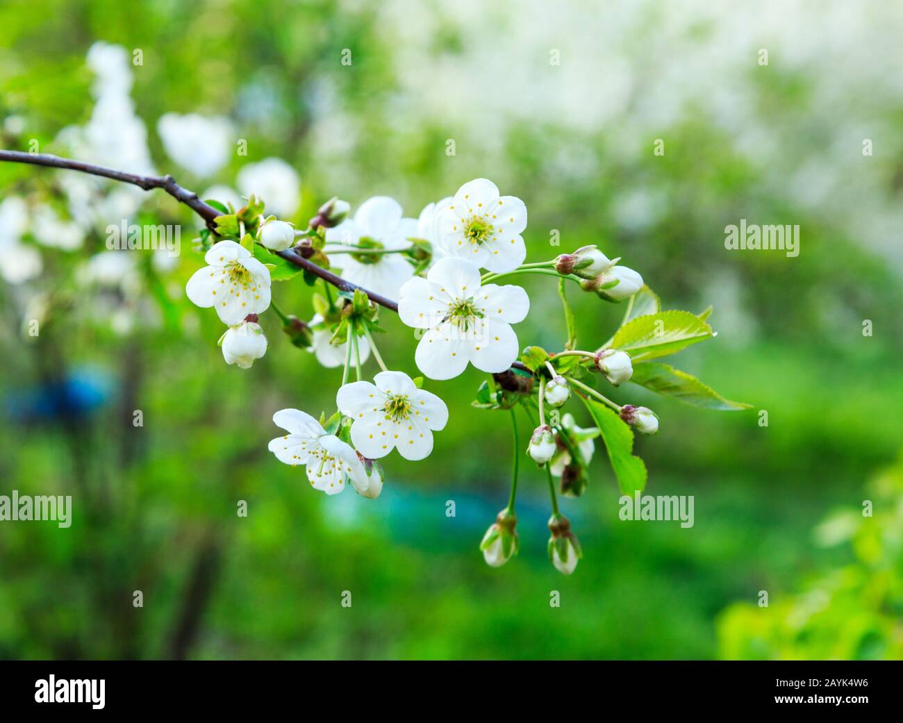 Ciliegi in fiore in primavera. Sakura rami con la luce del sole. Sullo sfondo della natura Foto Stock