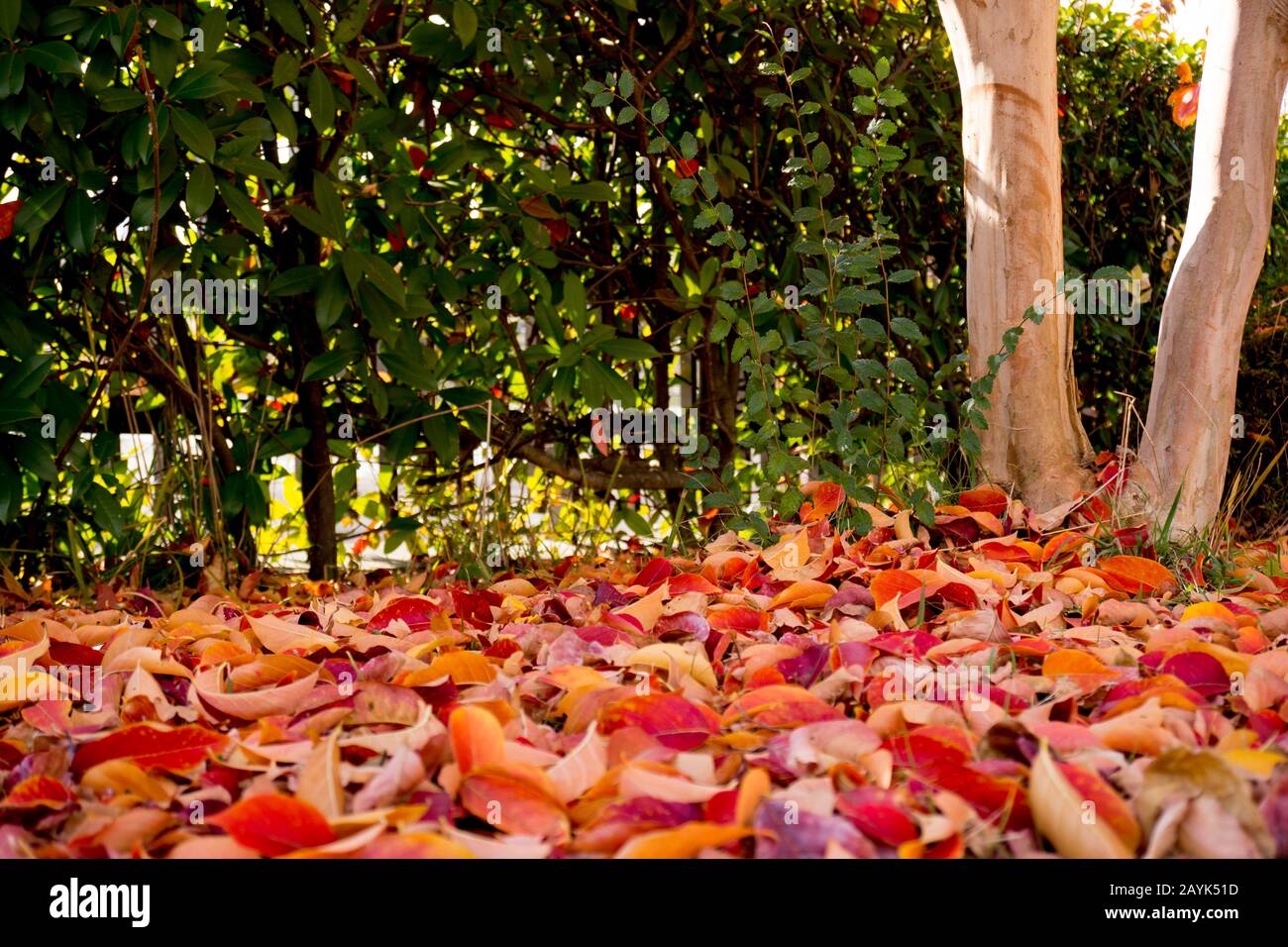 Foglie rosse cadute strisciare sul terreno come un tappeto rosso, colore autunno fogliame all'inizio di dicembre a Osaka, Giappone Foto Stock