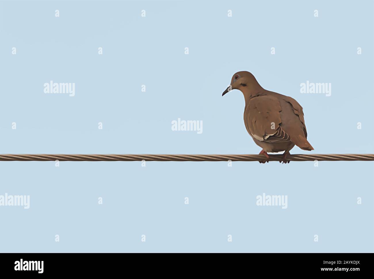 Pigeon su un cavo del polo di alimentazione. Foto Stock