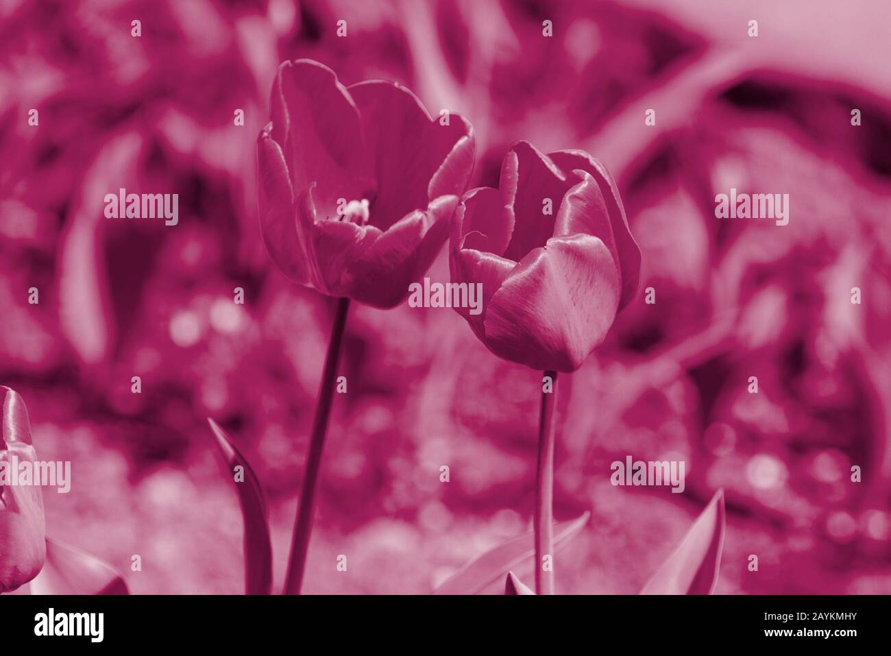 Tulipani in una soleggiata giornata estiva nel giardino da vicino. Colore rosa sfondo naturale tonato Foto Stock