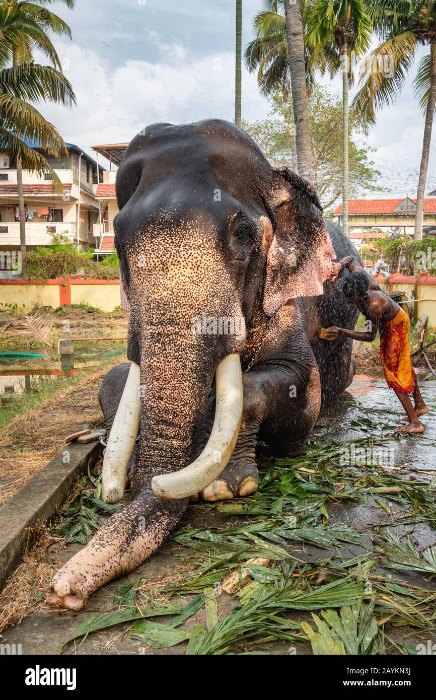 Uomo non identificato lavaggio elefante tempio, Cochin, Kerala, India Foto Stock