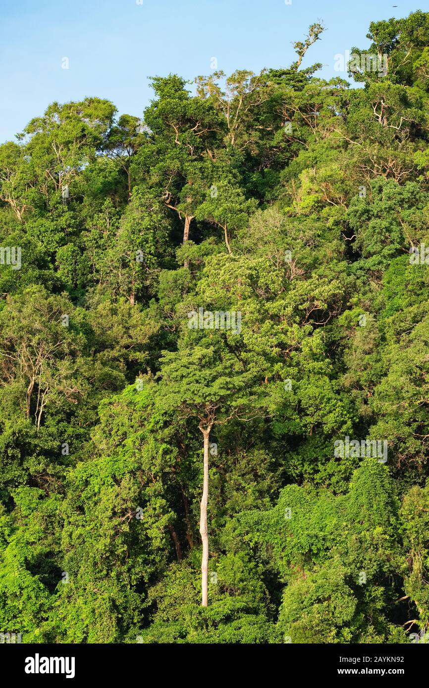 Verde e lussureggiante foresta pluviale tropicale Foto Stock