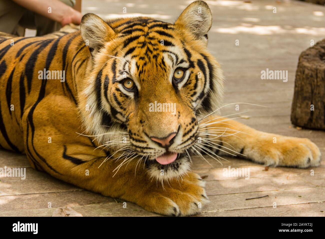 Tigre Adulto Nel Regno Della Tigre, Chiang Mai, Tailandia. Foto Stock