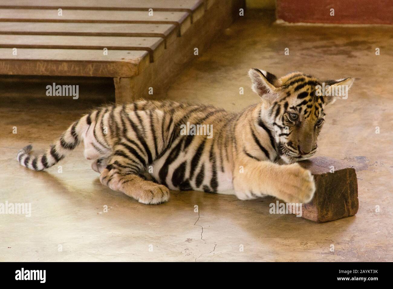 Cub Tigre Nel Regno Della Tigre, Chiang Mai, Tailandia. Foto Stock
