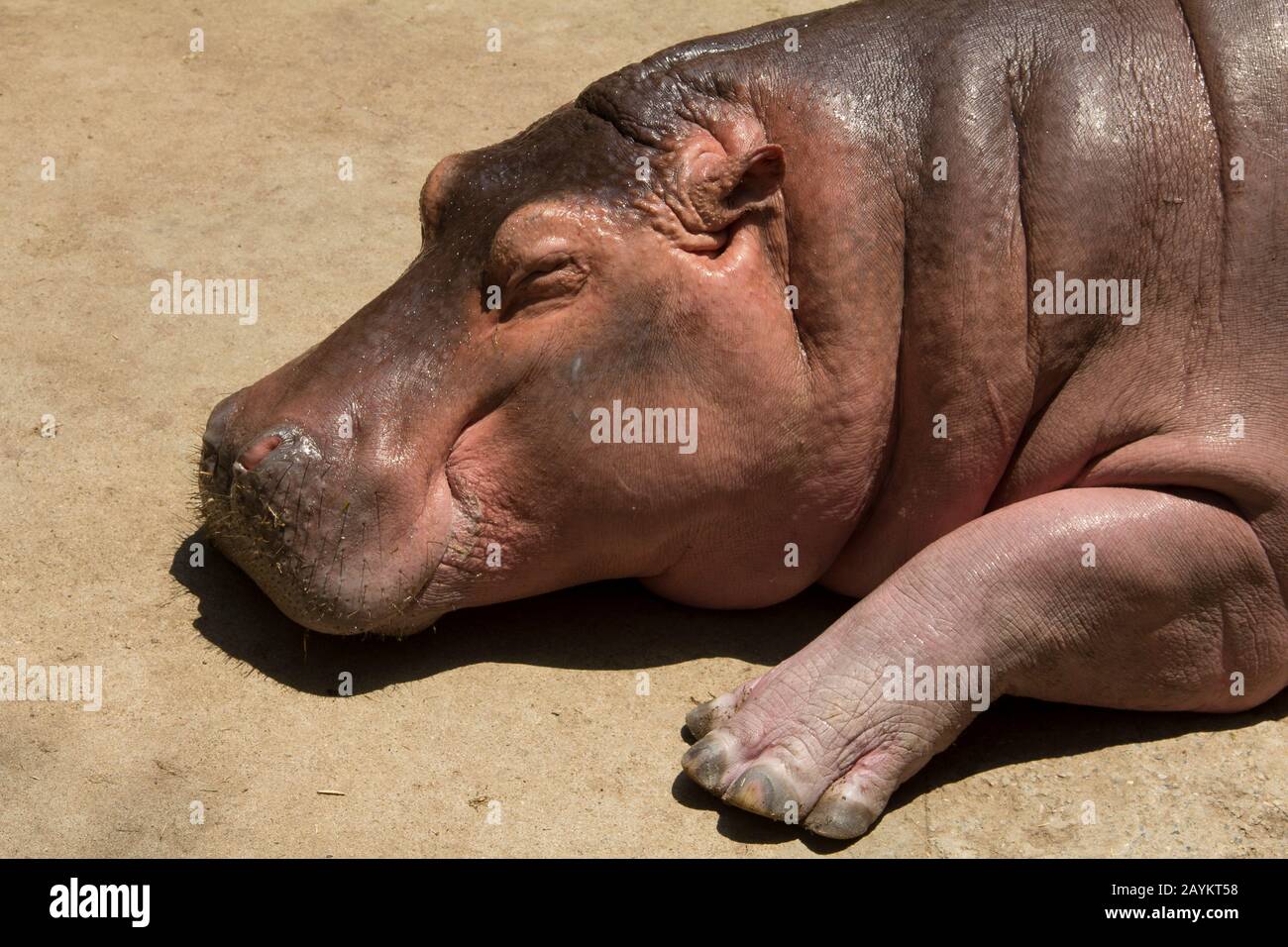 Hippopotamus a Chiang mai zoo, Thailandia. Foto Stock