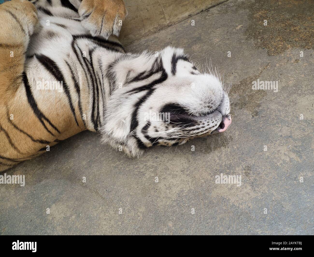 Tigre In Tiger Kingdom, Chiang Mai, Thailandia. Foto Stock