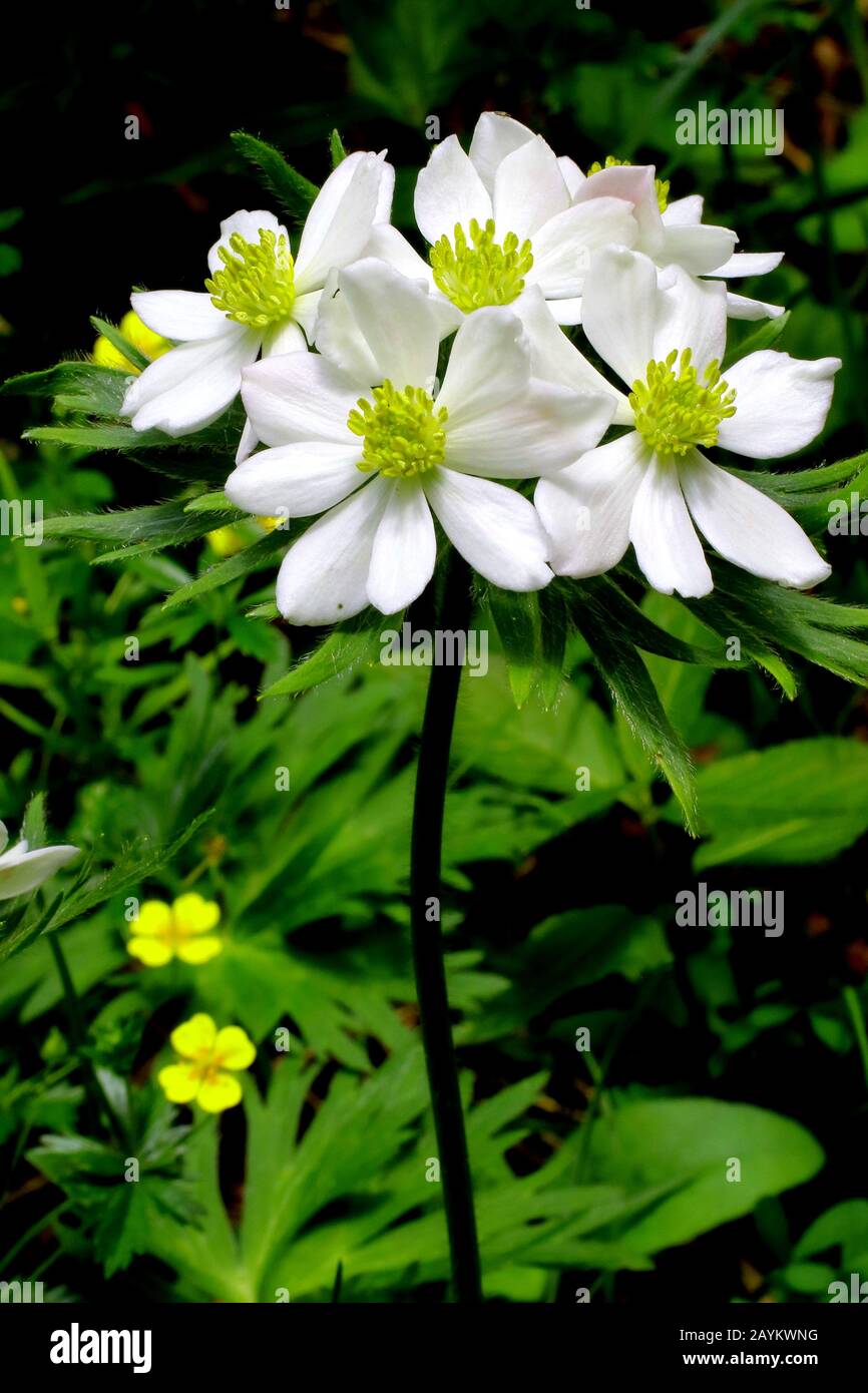 Narzissenblütige Anemone, Anemone Narzissiflora Foto Stock