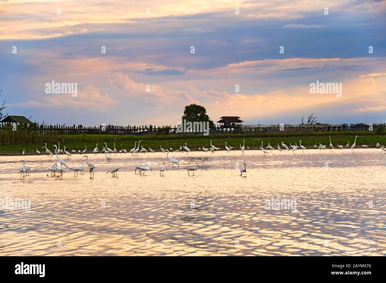 Vista sul lago Taungthaman e sul ponte U-bein al tramonto, con molte egrette intermedie. Amarapura, Mandalay, Myanmar. Foto Stock