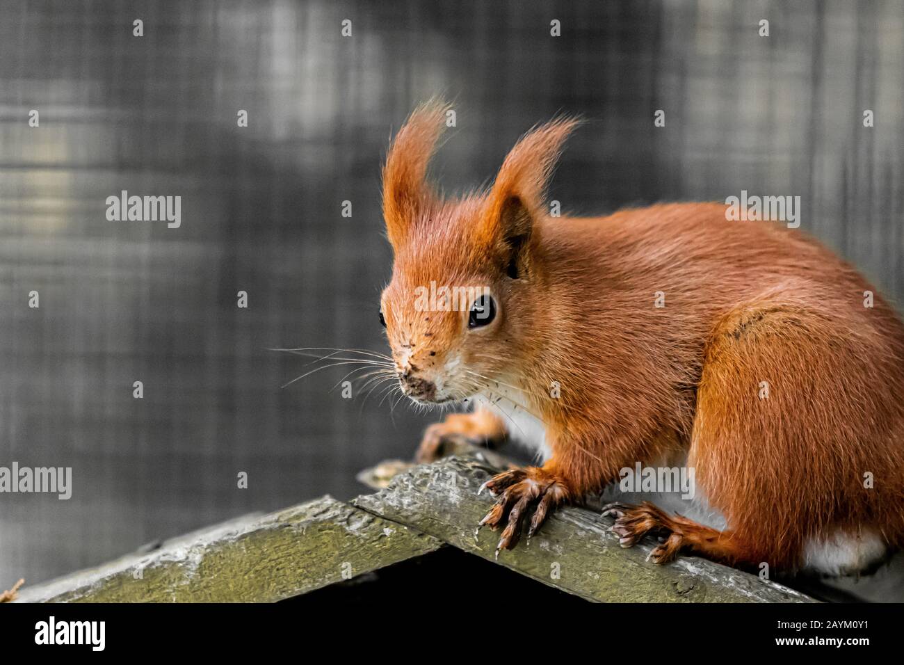 British Wildlife in inverno Foto Stock