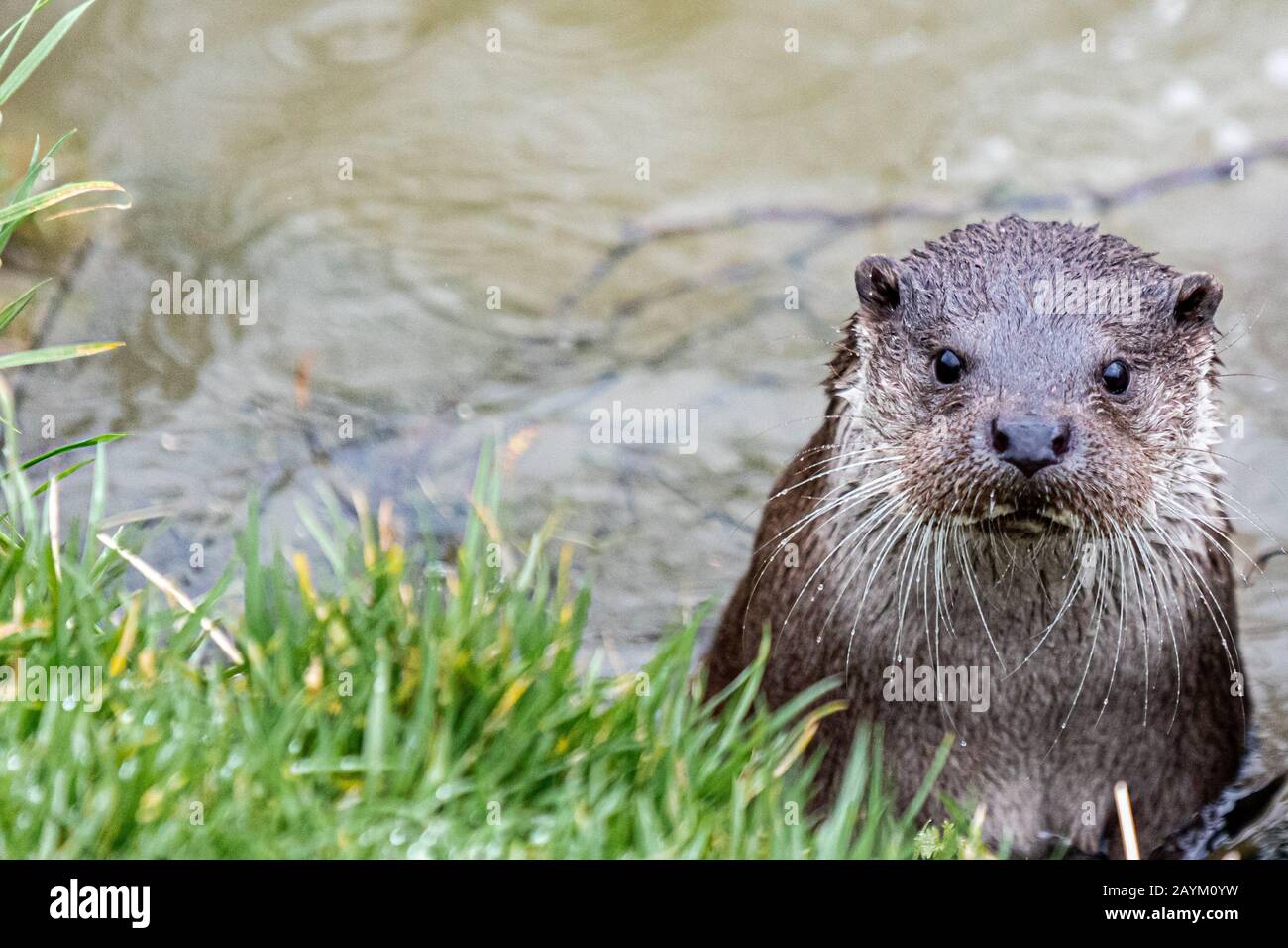 British Wildlife in inverno Foto Stock