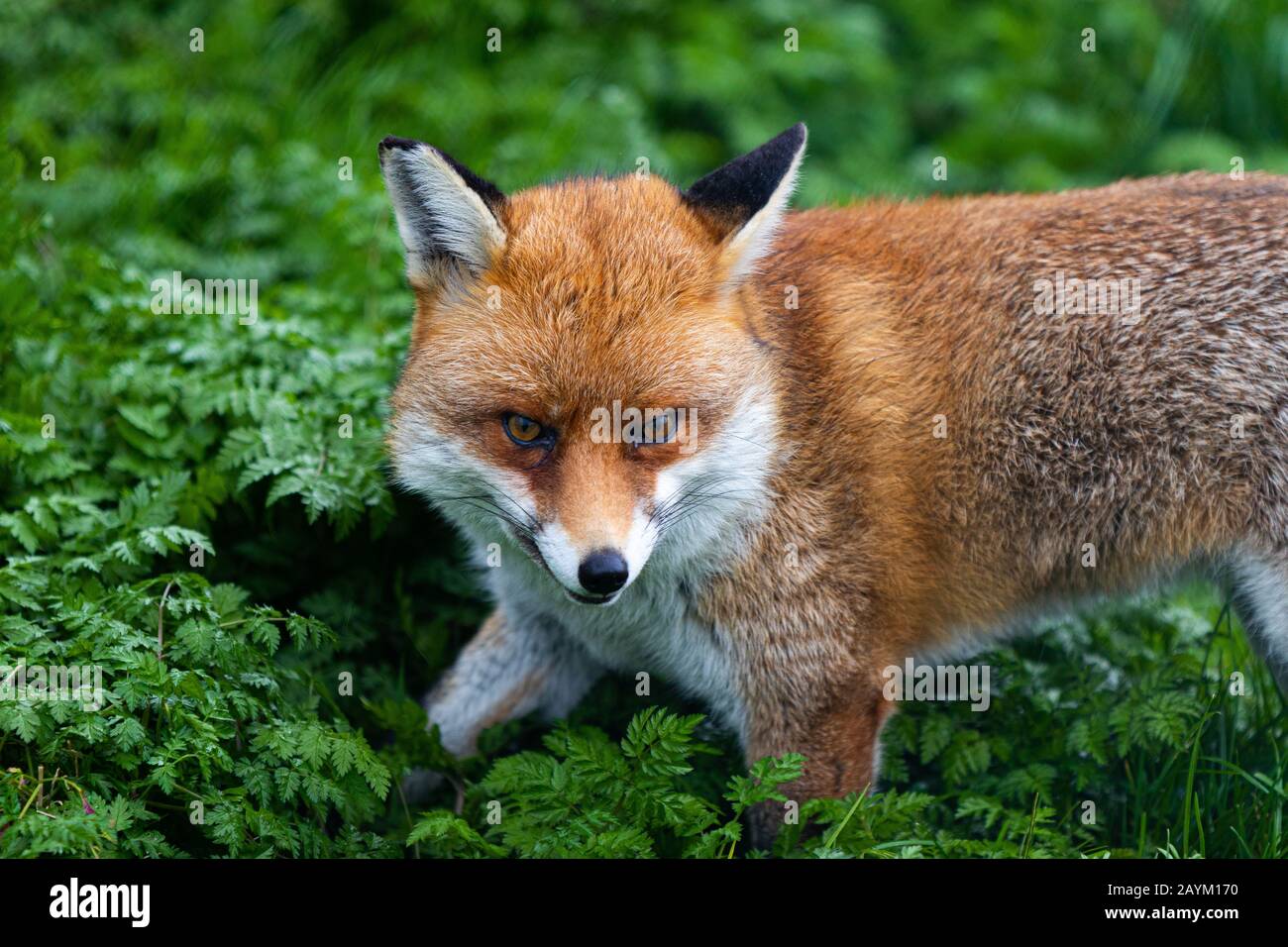 British Wildlife in inverno Foto Stock