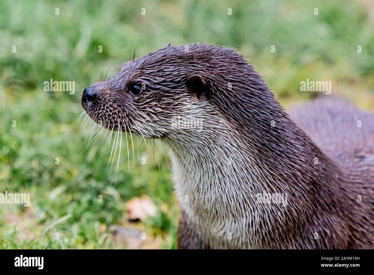 British Wildlife in inverno Foto Stock