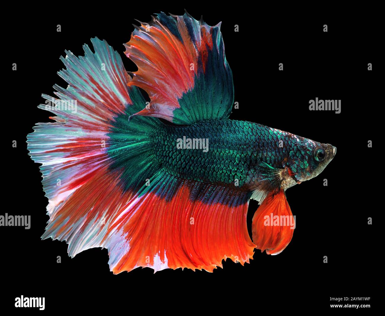 Bellissimo pesce verde Thai lotta nuoto con pinne lunghe e rosso bianco colorato coda lunga gene. Lotta pesce isolato su sfondo nero. Foto Stock