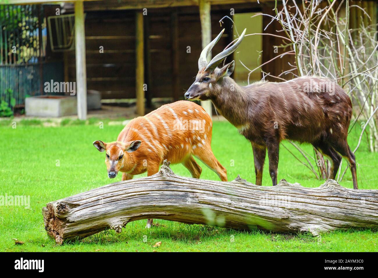 Pascolo maschio e femmina Africa occidentale Sitatunga, Tragelaphus spekei gratus durante la stagione di allevamento Foto Stock
