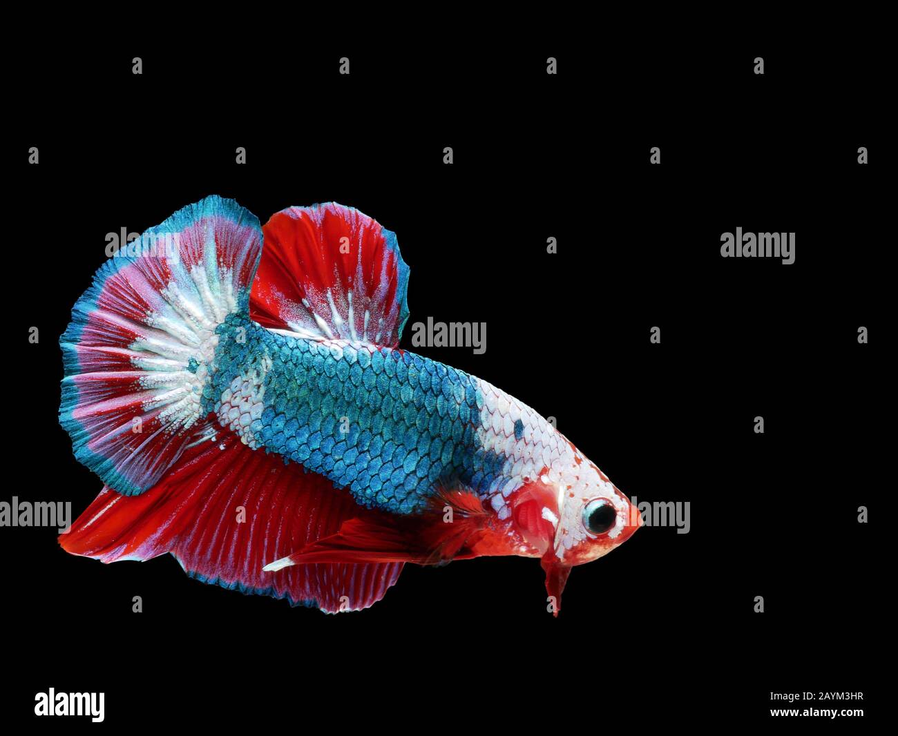 Bella luce verde Thai lotta pesce nuoto con pinne lunghe e rosso bianco colorato coda lunga gene. Lotta pesce isolato su sfondo nero. Foto Stock