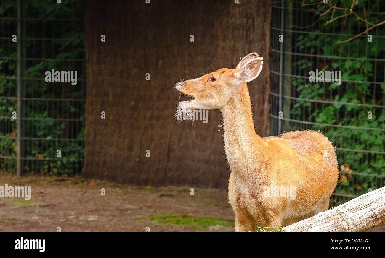 Divertente Cute Giovane Deer In Posa Per La Foto Nello Zoo Foto Stock