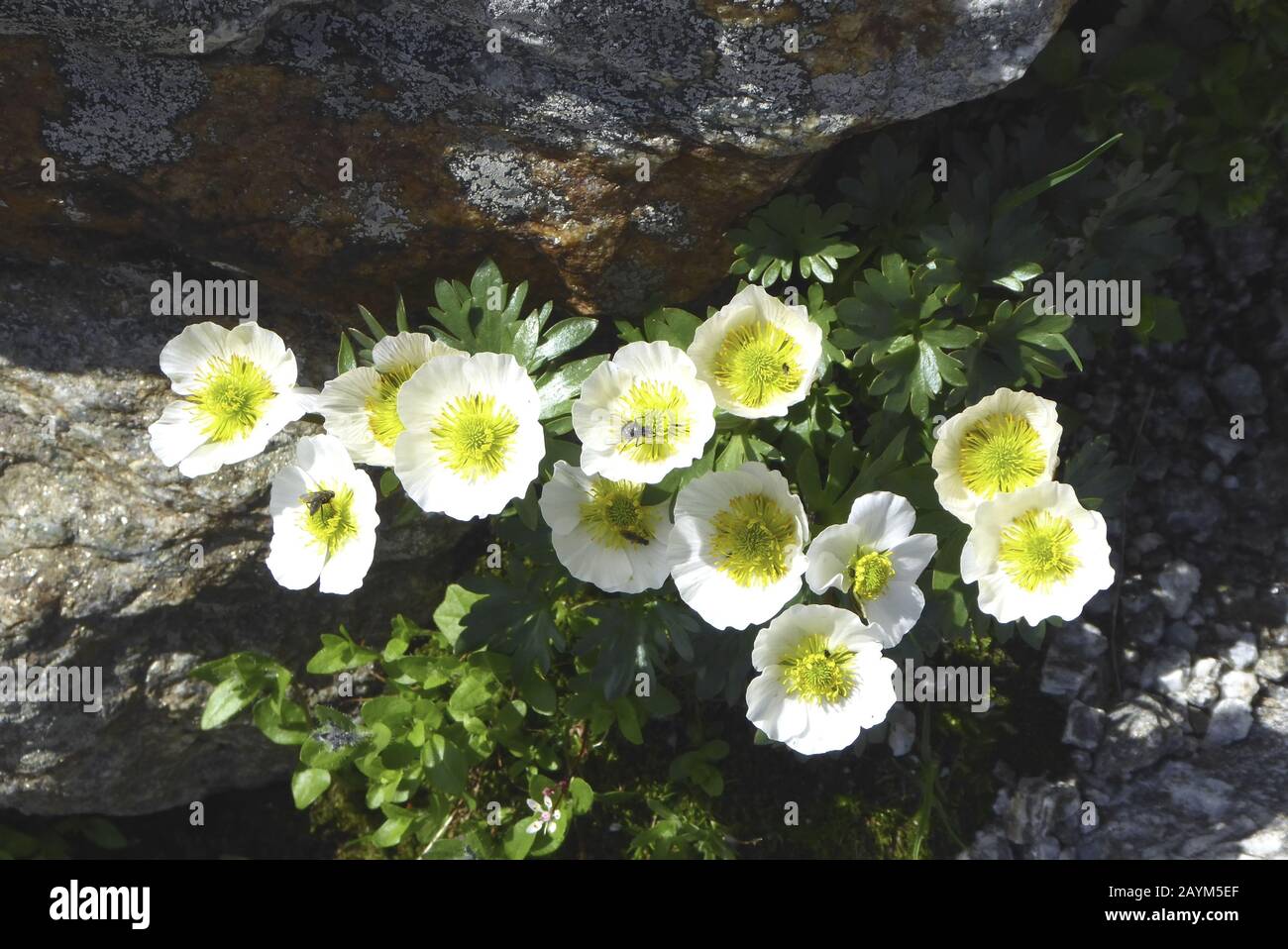 Alpen- Hahnenfuss. Ranuncululus alpestris Foto Stock