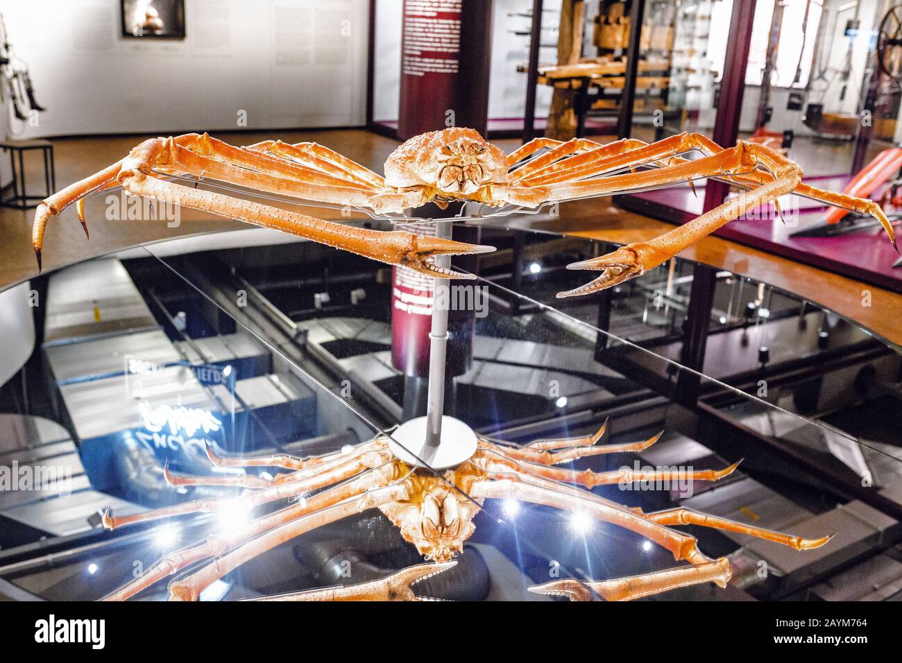 Berlino, GERMANIA - 19 MAGGIO 2018: Granchio gigante giapponese ragno Foto Stock